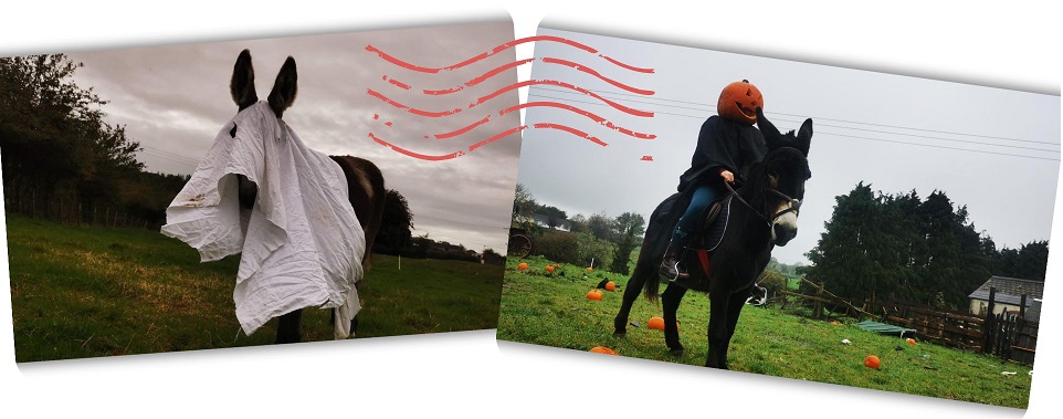 Halloween at Kinedale Donkeys, Ballynahinch